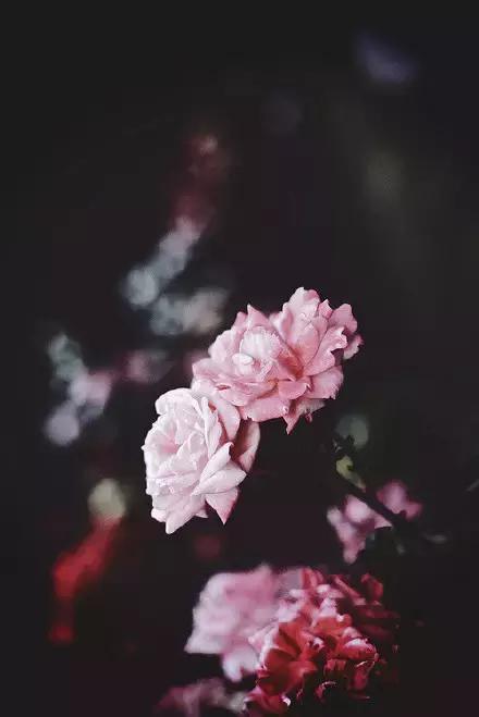 晚安美图161030：最好的缘,便是有个聊得来的伴