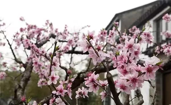 早安美图160202：农村风景独好，你敢说你不想去？