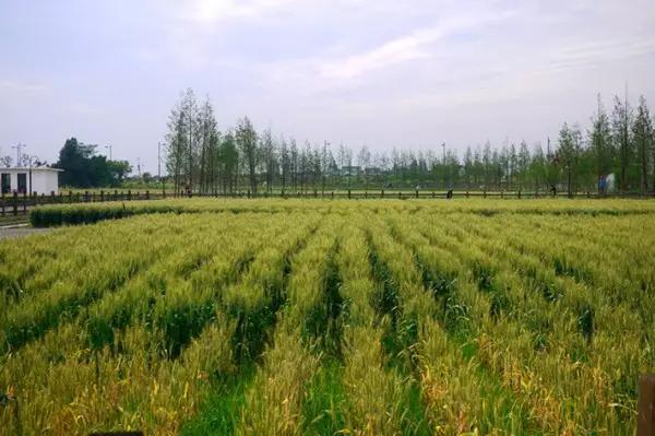早安美图160202：农村风景独好，你敢说你不想去？