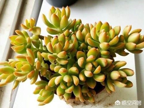 多肉黄丽如何养才能爆盆