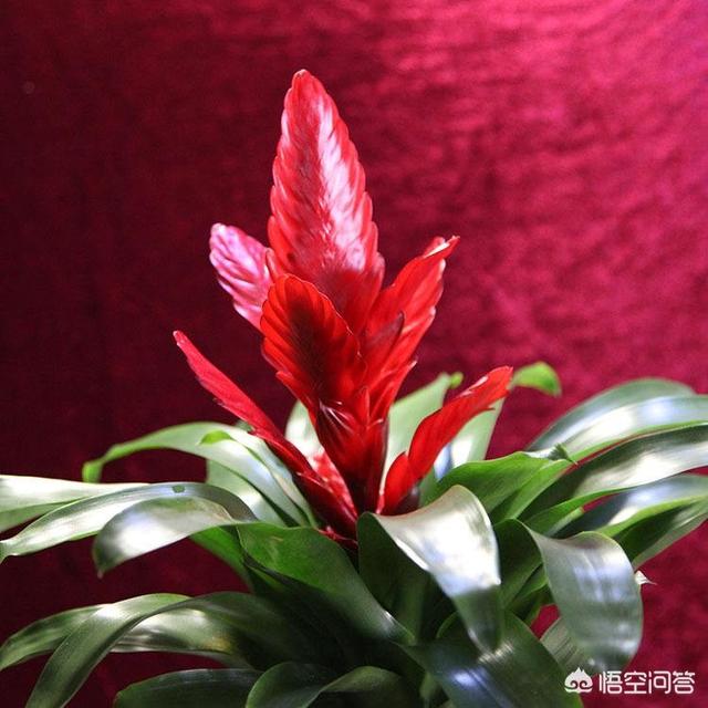 卡丽花怎么养