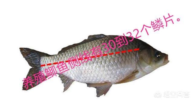 如何区别野生土鲫鱼和家养良种鲫鱼