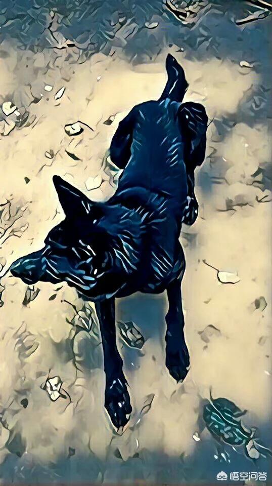 德牧犬东德犬马犬昆明犬相比哪个最适合家养