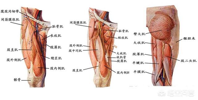 大腿根部外侧疼痛是什么原因