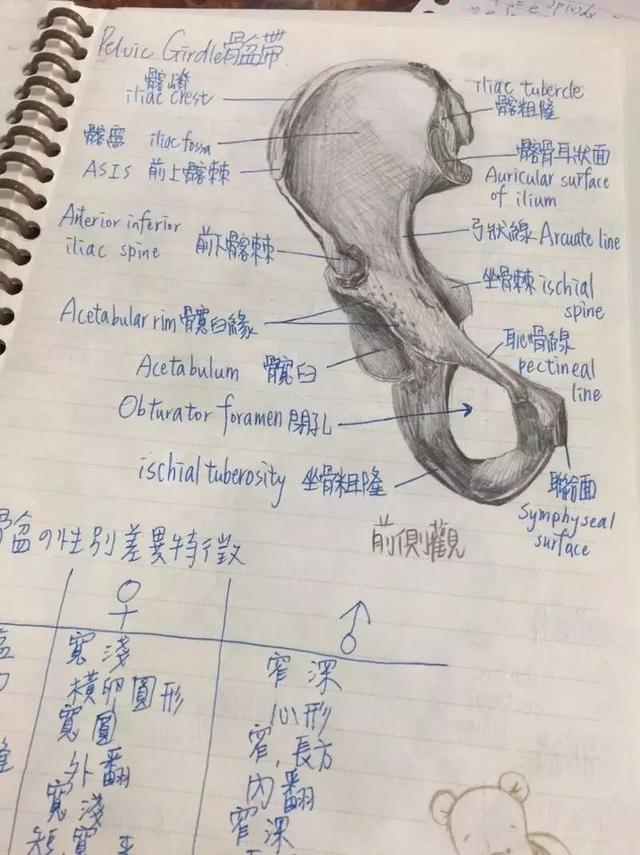 我的同学是解剖大师