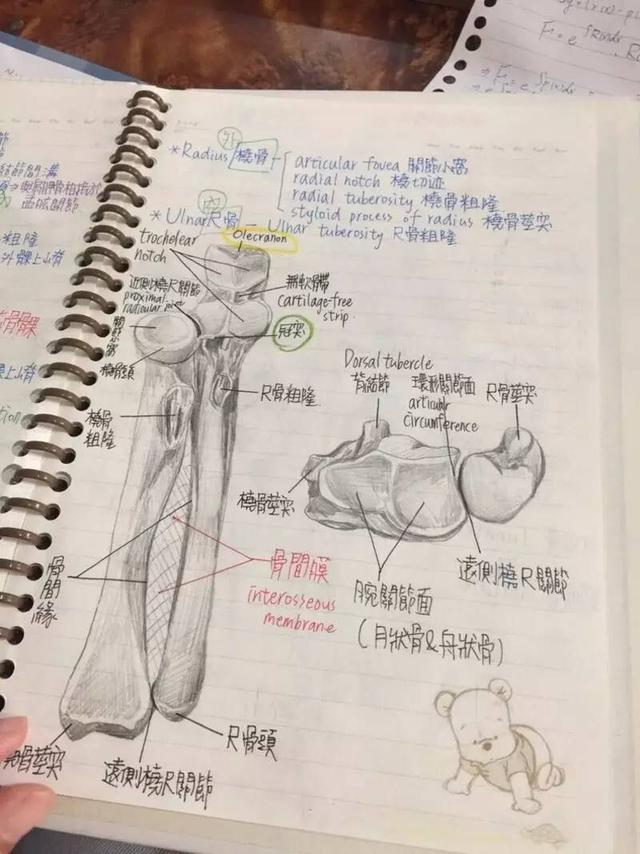 我的同学是解剖大师