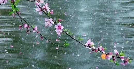 雨水节气的精美图片祝福文字