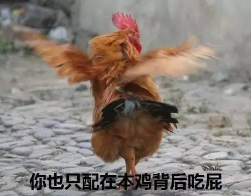 鸡鸡鸡去战斗吧!