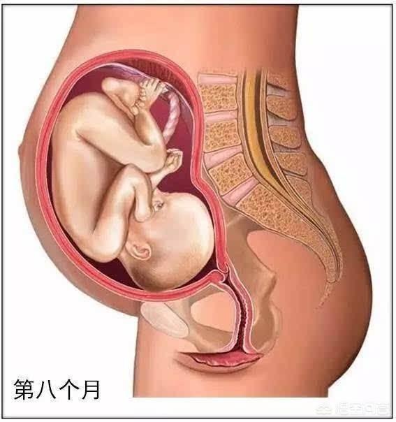 八个月就出生的早产儿应该放弃吗