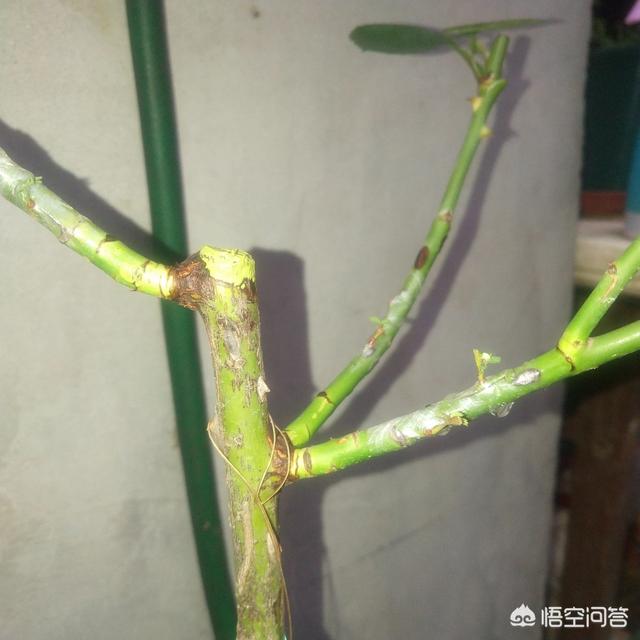 月季芽接嫁接口愈合接芽发黑是怎么回事