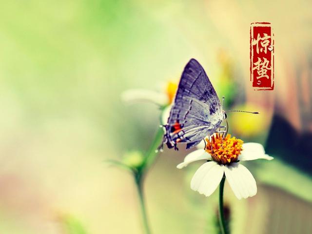 关于惊蛰的美图和美美的语句祝福