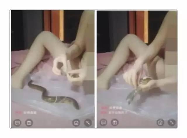 女主播花椒直接黄鳝致死？真相是这样的！