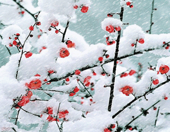 瑞雪红梅经络养生运动第五套:冬天下雪了，根据这幅图，你能作一首诗吗(立冬下雪谚语)