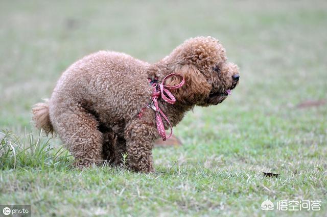 如何训练贵宾犬定点大小便