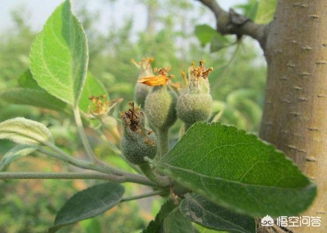 头条问答 苹果树坐果率低有什么补救方法吗(16个回答)