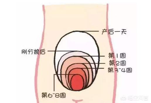 顺产或者剖腹产宝妈是如何判断子宫是否恢复正常最常见的有什么方法呢