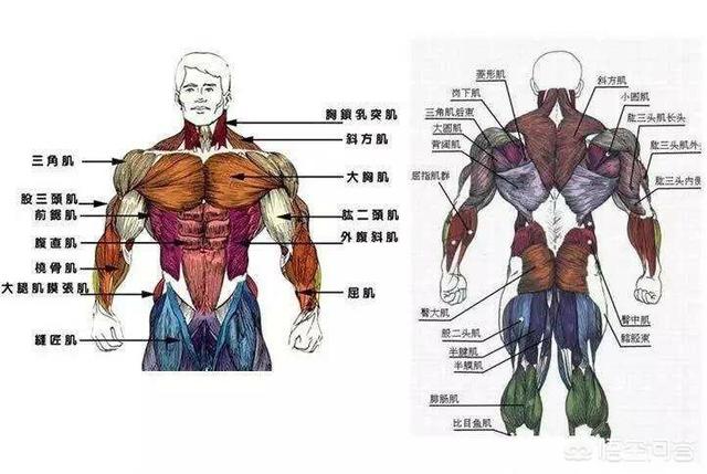 男性增大男生体质瘦弱骨骼较小怎样让骨架稍微变大如何有效的增肌