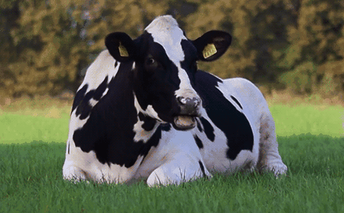 奶牛的冬季饲养营养进补是什么样的适宜喂青贮饲料吗