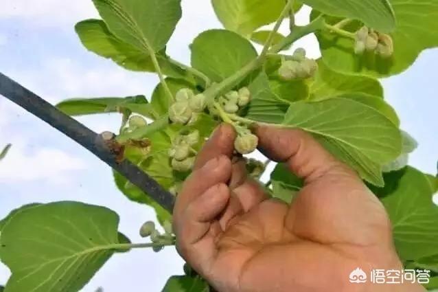 请问栽培猕猴桃树如何疏花疏果