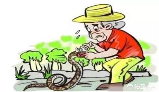 农村夏季毒蛇多，不小心被毒蛇所咬，当时有哪些自救措施可以延缓毒性发作呢？