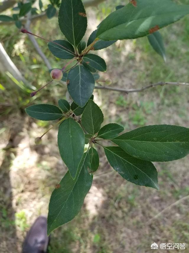 垂丝海棠垂丝海棠一棵树上结多少果实