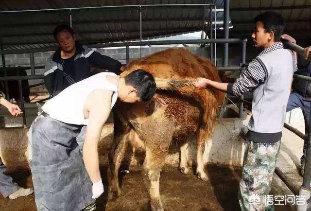 母牛下牛犊时把水门撑破了怎么办