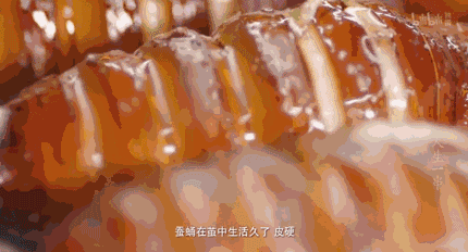 头条问答 蚕蛹怎么烹饪不流失营养(11个回答)