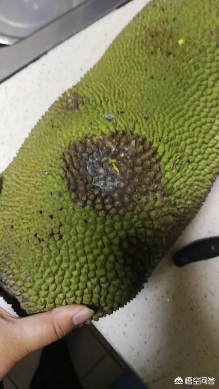 菠萝蜜发黑是不是坏了