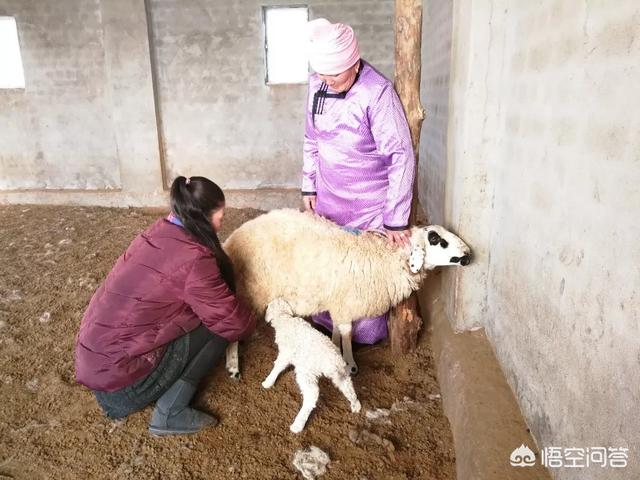 羊饮用布病疫苗产死胎原因是什么