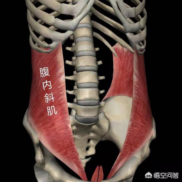自己一个人在家怎么练腹肌端腹的标准动作的好处