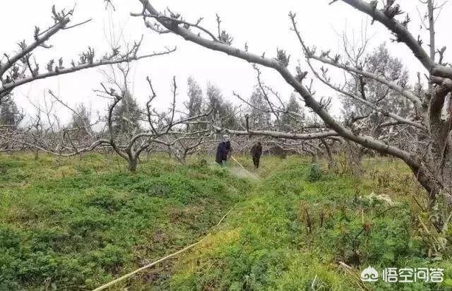 梨园杂草太多,会与梨树争夺肥水,要想除之,可人工锄地,可机械旋耕,可