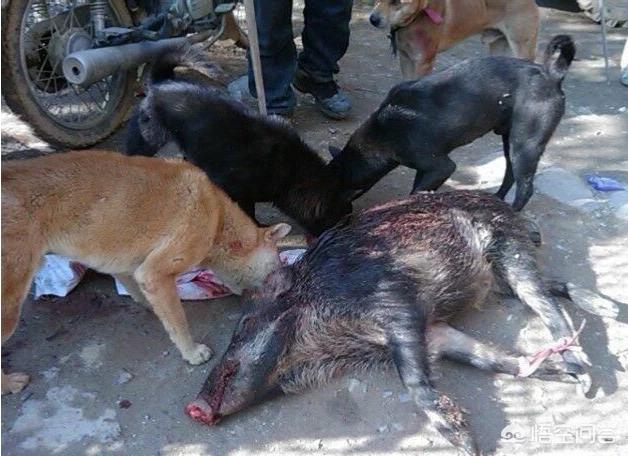 头条问答 农村的老猎人说,野猪最怕土狗,那多少条狗能打赢300斤的