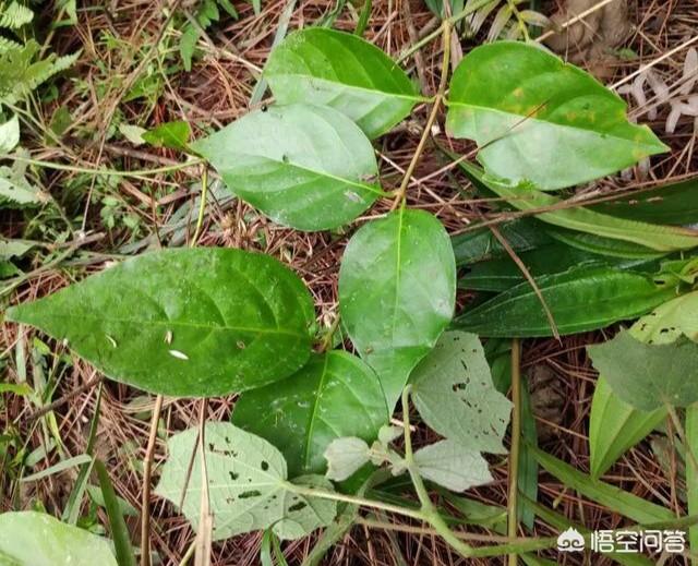 中文学名大茶药钩吻别名断肠草用于喂猪有什么作用能防瘟疫吗