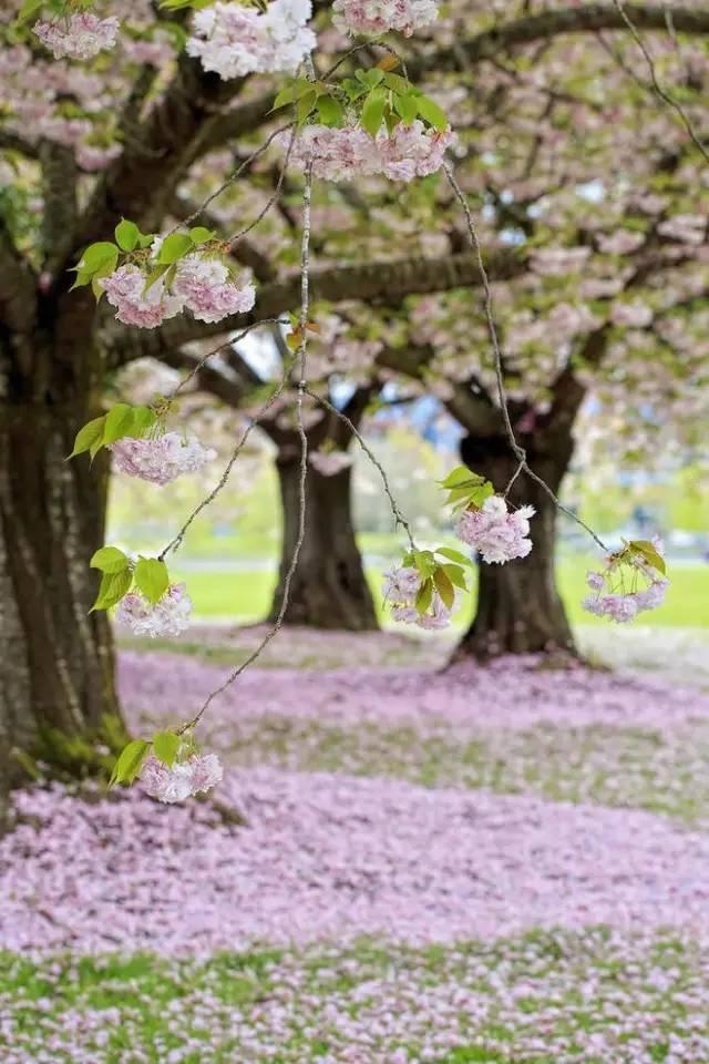 早安美图170507：心依暖阳，静候花开