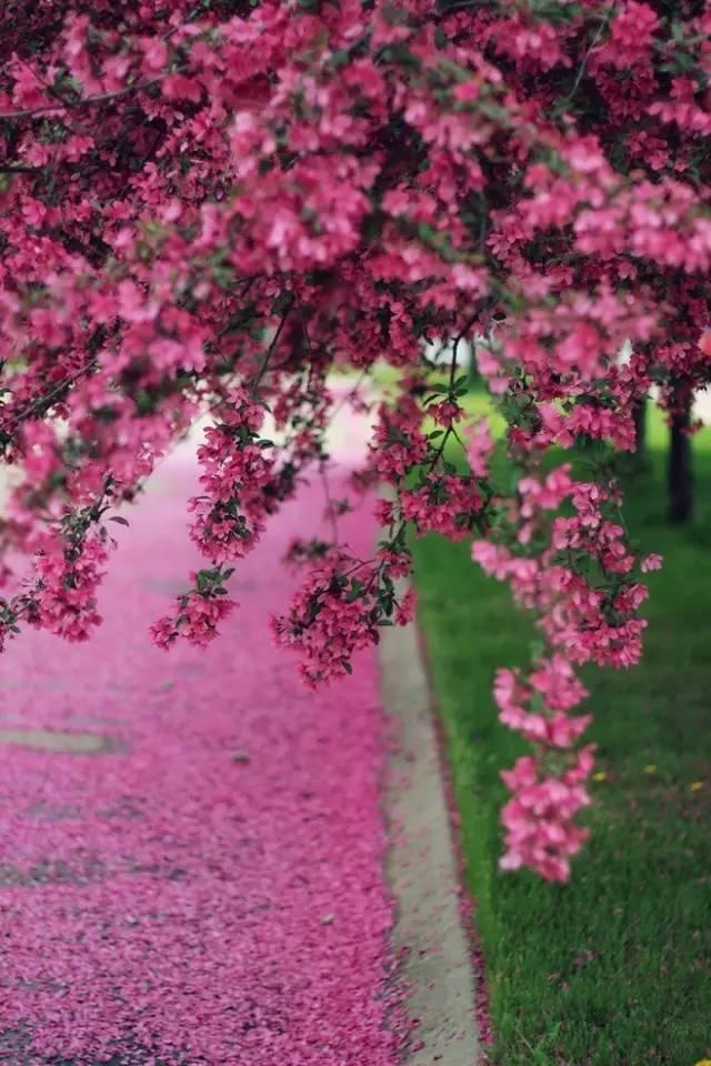 早安美图170507：心依暖阳，静候花开