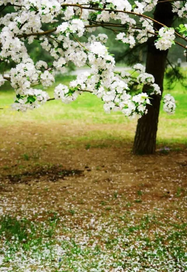 早安美图170507：心依暖阳，静候花开