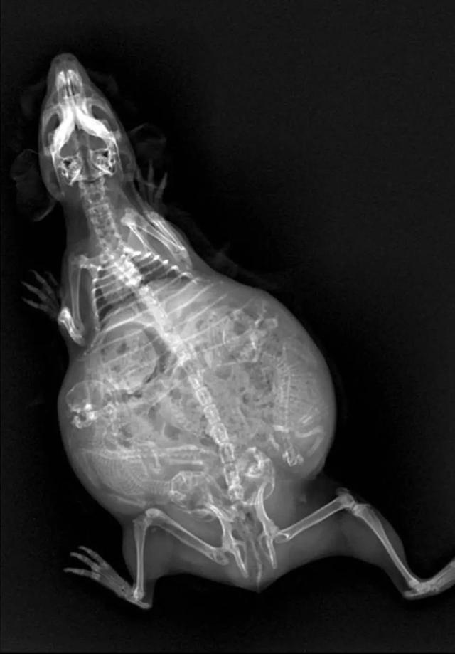 动物怀孕后拍摄的X光照，惊悚的萌