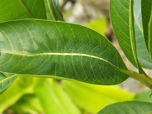 躲迷藏,这20个动物比你更在行