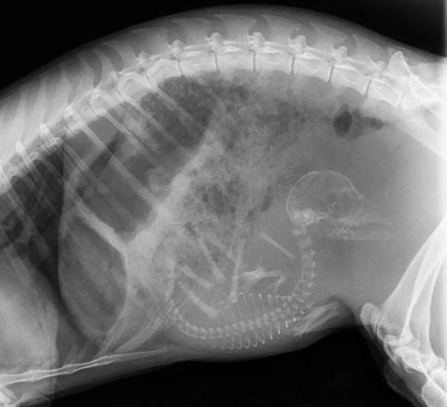 动物怀孕后拍摄的X光照，惊悚的萌