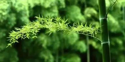 晚安美图170618：为什么有人喜欢你