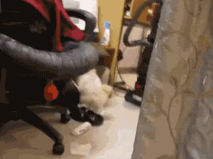 狗狗猫猫干坏事被抓现行,这就太尴尬了
