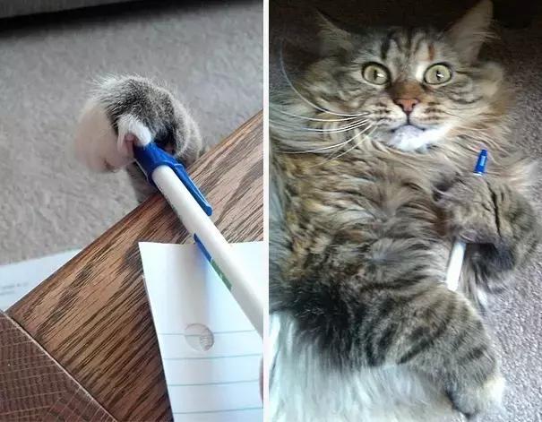 狗狗猫猫干坏事被抓现行,这就太尴尬了