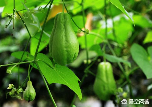 佛手瓜的种植要注意哪些问题有什么好方法
