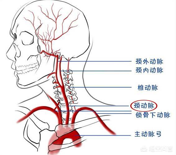 头条问答 颈动脉一旦被堵,人体哪个部位反应最强烈?