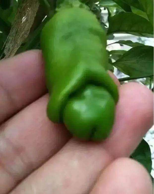 长得没节操的食物,它们的样子让人感到怪怪的