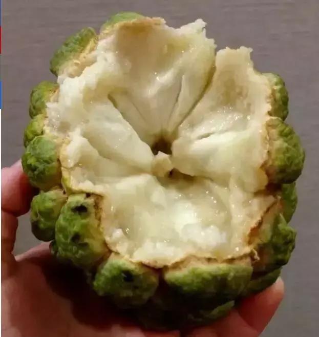 长得没节操的食物,它们的样子让人感到怪怪的