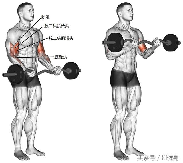 直杠铃锻炼二头肌效果如何