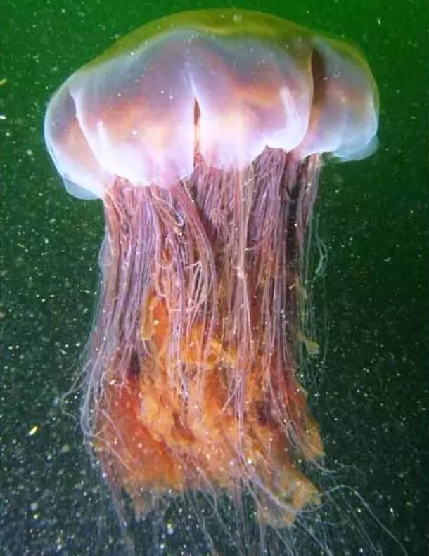 22种巨大的动物，看着都吓死