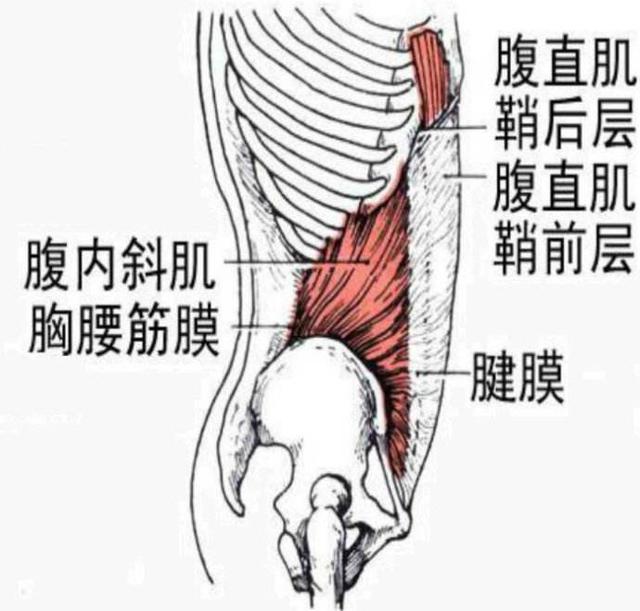腹外斜肌位于腹前外侧部的浅层,为两块宽阔扁肌,腱膜的下缘与耻骨形成