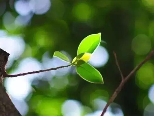 午安心语170925：给你一巴掌再问你疼不疼这就是现实